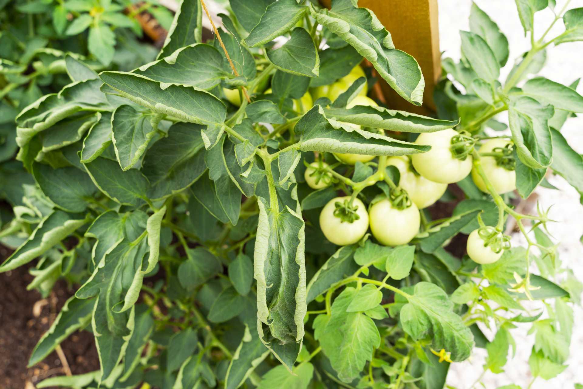 Leaf Curling on Vegetables University of Maryland Extension